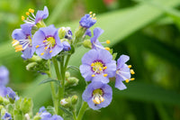 Blau Polemonium Blumensamen zur Aussaat – sonnenliebend – Traditionssorte & ohne Gentechnik Samen Hausgarten