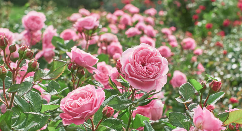 Thick Rosa Rose Blumensamen zur Aussaat Anzucht Traditionssorte & ohne Gentechnik Samen Hausgarten