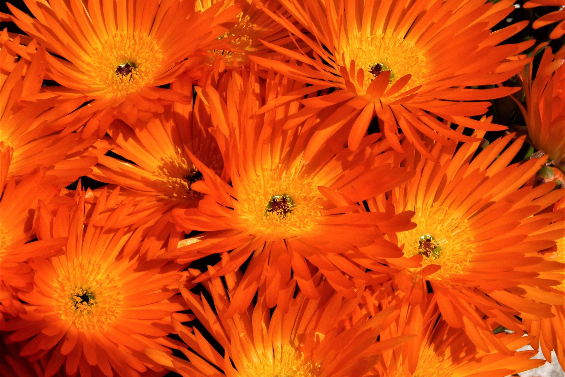 Orange Ice Pflanze Blumensamen zur Aussaat – kompakt Wuchs – Traditionssorte & ohne Gentechnik Samen Hausgarten