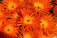 Orange Ice Pflanze Blumensamen zur Aussaat – kompakt Wuchs – Traditionssorte & ohne Gentechnik Samen Hausgarten