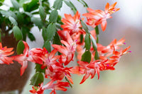 Rot Zygocactus Truncatus Blumensamen zur Aussaat – Landhaus Garten wichtig – Traditionssorte & ohne Gentechnik Samen Hausgarten