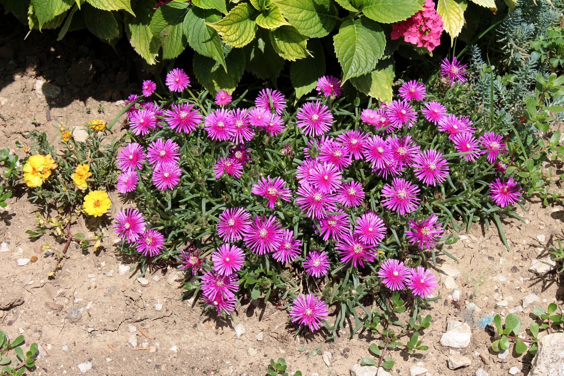 Fuchsie Cooperi Blumensamen zur Aussaat – Bestäuber freundlich – Traditionssorte & ohne Gentechnik Samen Hausgarten