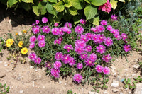 Fuchsie Cooperi Blumensamen zur Aussaat – Bestäuber freundlich – Traditionssorte & ohne Gentechnik Samen Hausgarten