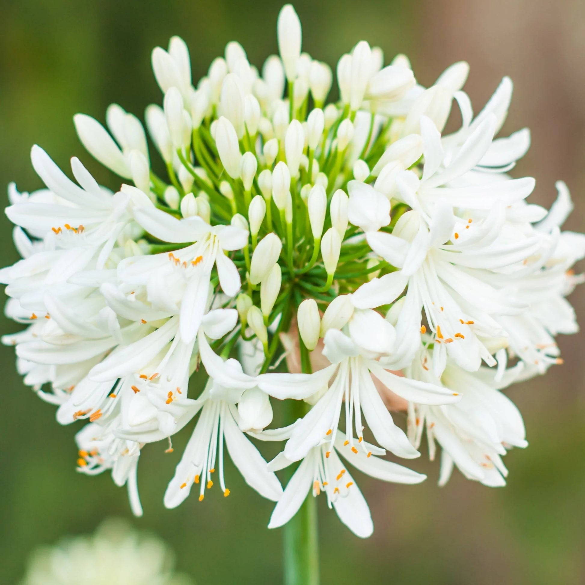 Agapanthus Africanus Blumensamen zur Aussaat kompakt Wuchs Traditionssorte & ohne Gentechnik Samen Hausgarten