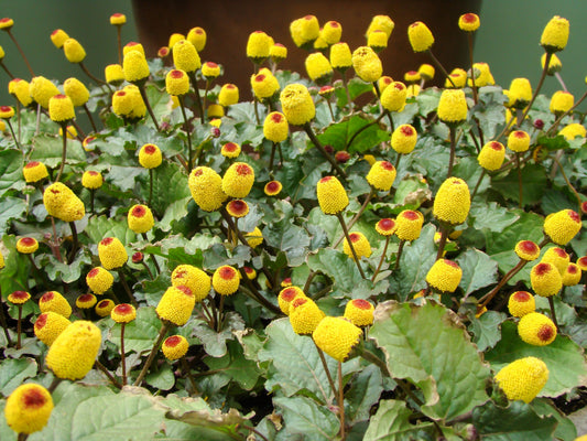 toothache eyeball pflanze spilanthes oleracea red yellow flower Kräuterpflanze samen