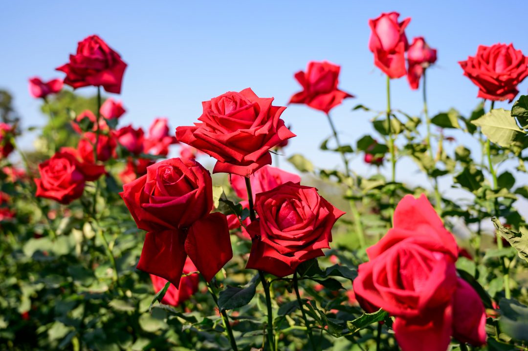 Rose (rose blume) samen for anpflanzung in home garten