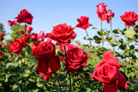 Rose Blumensamen zur Aussaat saisonal Dauerblüher Traditionssorte & ohne Gentechnik Samen Hausgarten