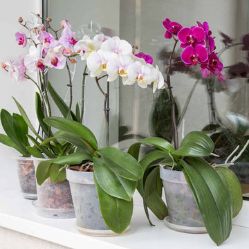 Gemischt Schmetterlingsorchidee Orchidee Blumensamen zur Aussaat Halbschatten verträglich Traditionssorte & ohne Gentechnik Samen Hausgarten