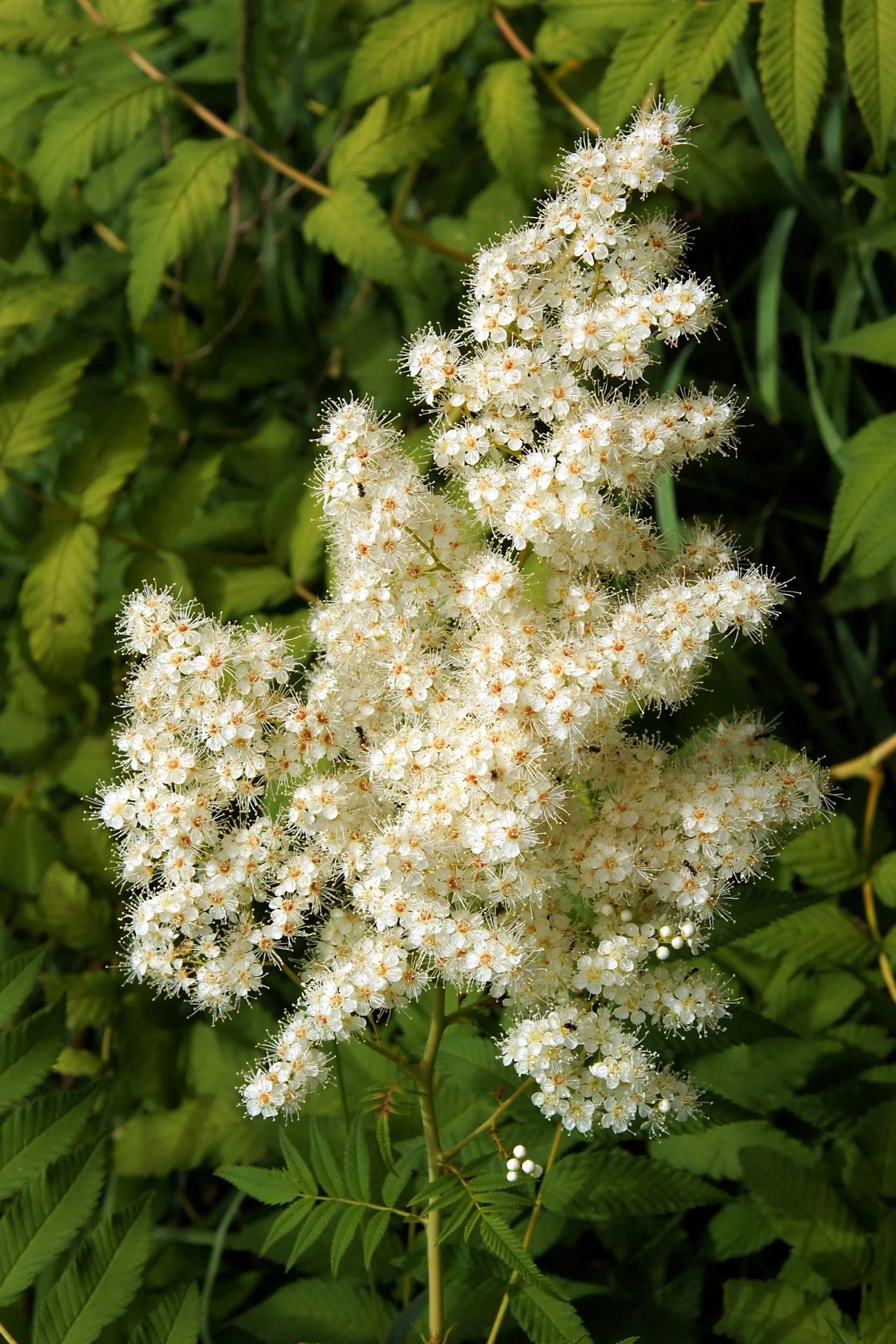 Weiß Sumac Blumensamen zur Aussaat – Drought verträglich – Traditionssorte & ohne Gentechnik Samen Hausgarten