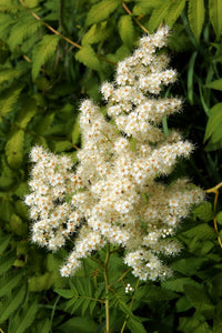 Weiß Sumac Blumensamen zur Aussaat – Drought verträglich – Traditionssorte & ohne Gentechnik Samen Hausgarten
