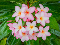 Pfirsichfarben Frangipani Blumensamen zur Aussaat