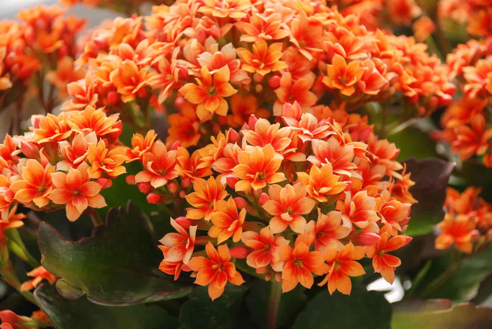 Orange Flammendes Käthchen Samen Anzucht leuchtend Succulent Blüten für Ihren Garten
