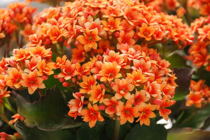 Rot Gelb Flammendes Käthchen Blumensamen zur Aussaat – ideal Rabatten – Traditionssorte & ohne Gentechnik Samen Hausgarten