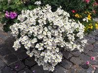 Weiß Nemesia Strumosa Blumensamen zur Aussaat – kompakt Wuchs – Traditionssorte & ohne Gentechnik Samen Hausgarten