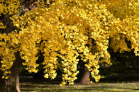 Gelb Maidenhair Blumensamen zur Aussaat leuchtend Blüten Traditionssorte & ohne Gentechnik Samen Hausgarten