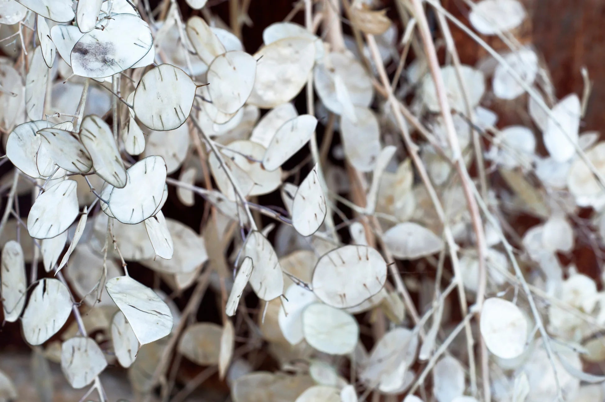 Weiß Lunaria Biennis Blumensamen zur Aussaat – Bestäuber freundlich – Traditionssorte & ohne Gentechnik Samen Hausgarten