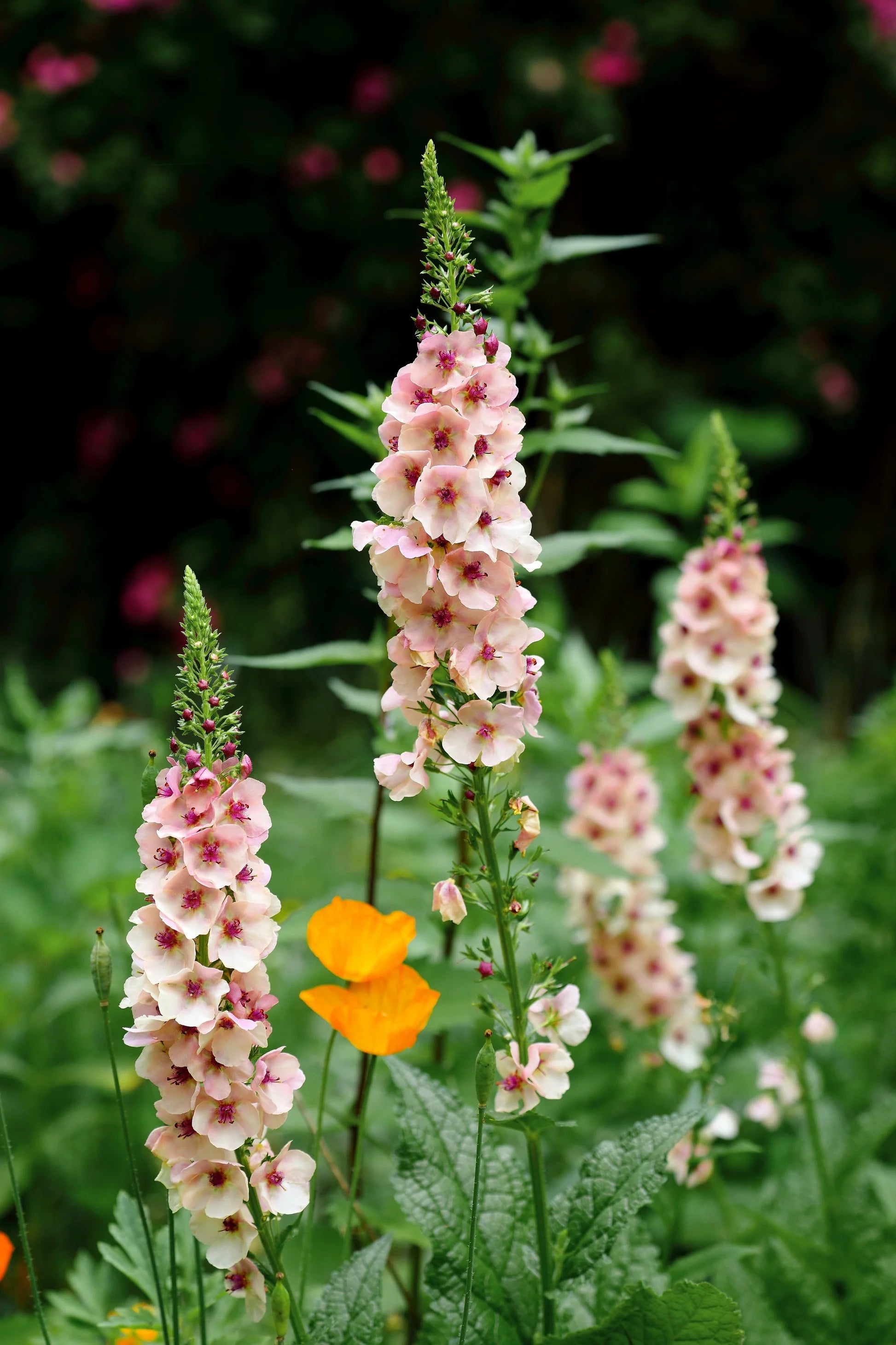 Gemischt Phoeniceum Blumensamen zur Aussaat – Garten beliebt – Traditionssorte & ohne Gentechnik Samen Hausgarten