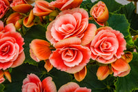 Begonie Blumensamen zur Aussaat – Wildblume Mischung – Traditionssorte & ohne Gentechnik Samen Hausgarten