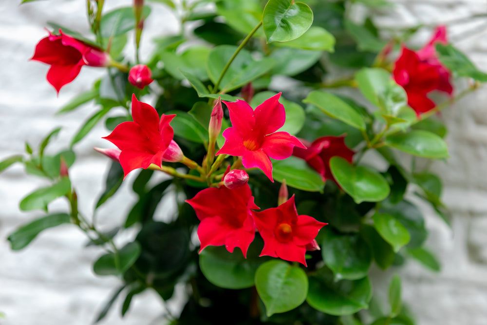 Dipladenia Blumensamen zur Aussaat farbenfroh Schau Traditionssorte & ohne Gentechnik Samen Hausgarten