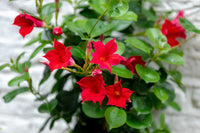 Dipladenia Blumensamen zur Aussaat farbenfroh Schau Traditionssorte & ohne Gentechnik Samen Hausgarten
