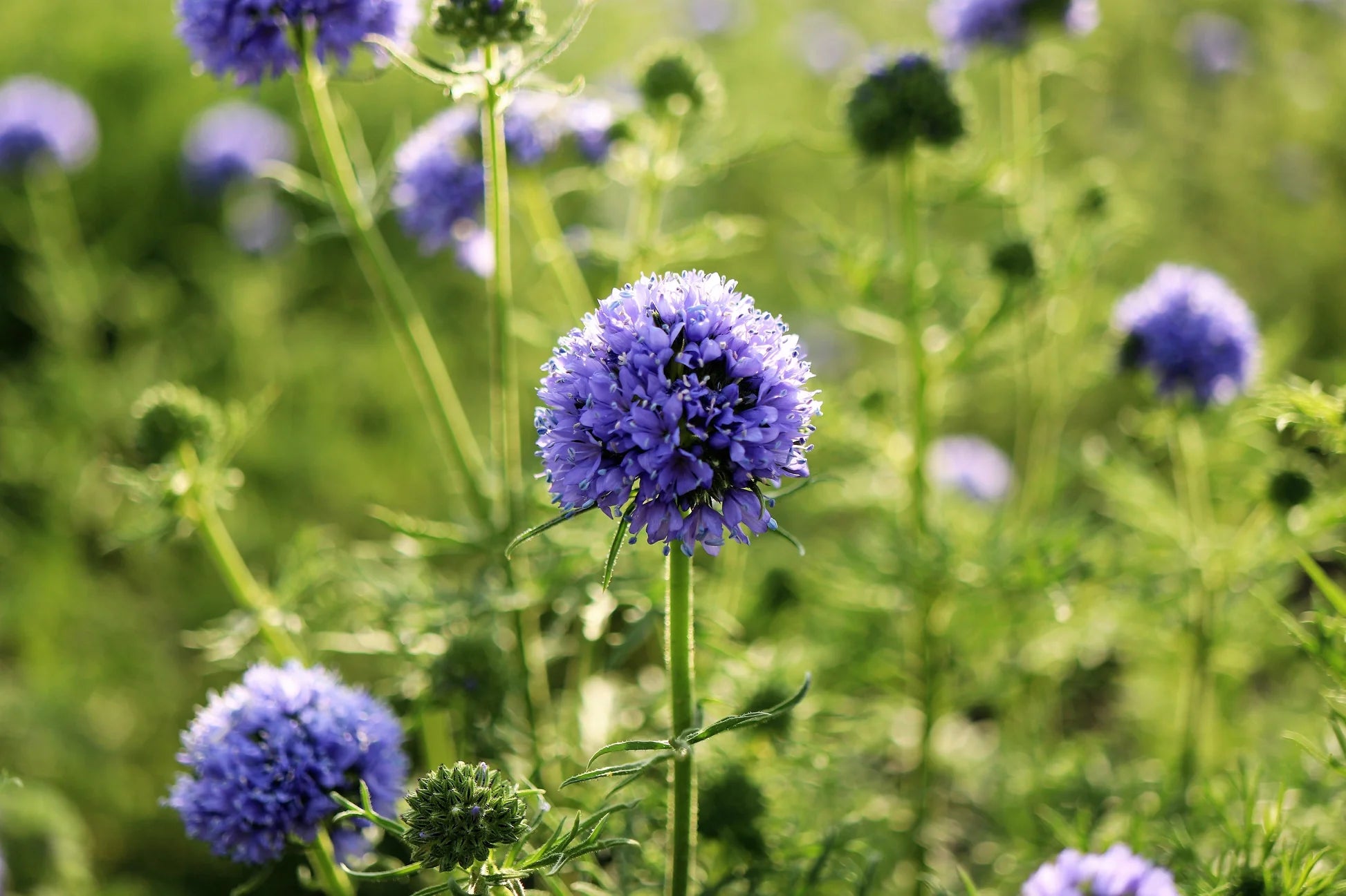 Gilia Capitata Blumensamen zur Aussaat Wildblume Mischung Traditionssorte & ohne Gentechnik Samen Hausgarten