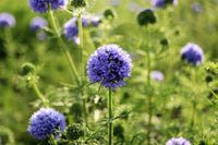 Gilia Capitata Blumensamen zur Aussaat Wildblume Mischung Traditionssorte & ohne Gentechnik Samen Hausgarten