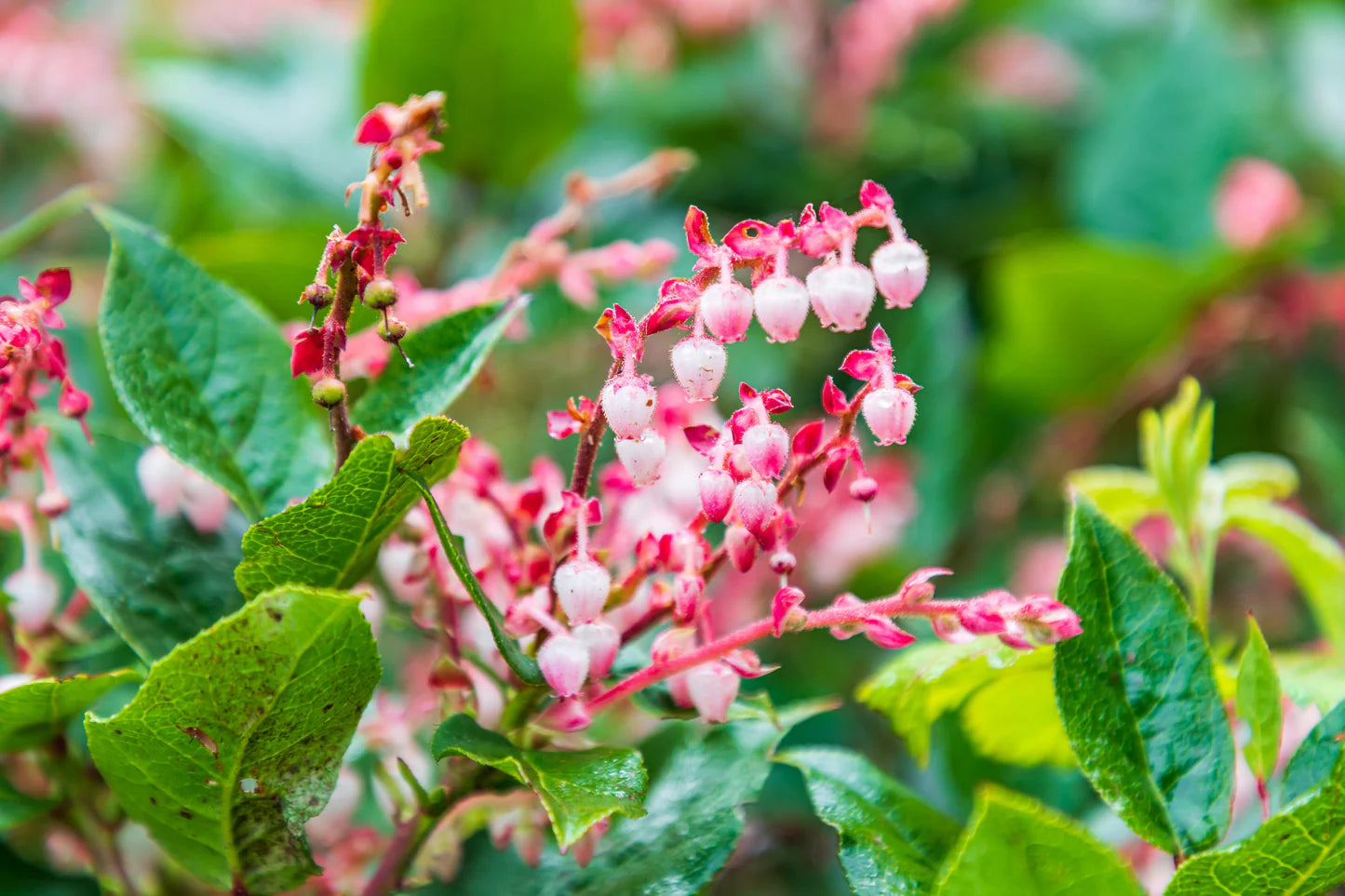 salal berry gaultheria shallon shrub samen pink white flowers blue fruit