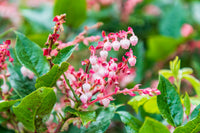salal berry gaultheria shallon shrub samen pink white flowers blue fruit