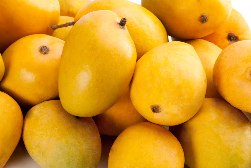 Mango Samen für einfaches Anpflanzen