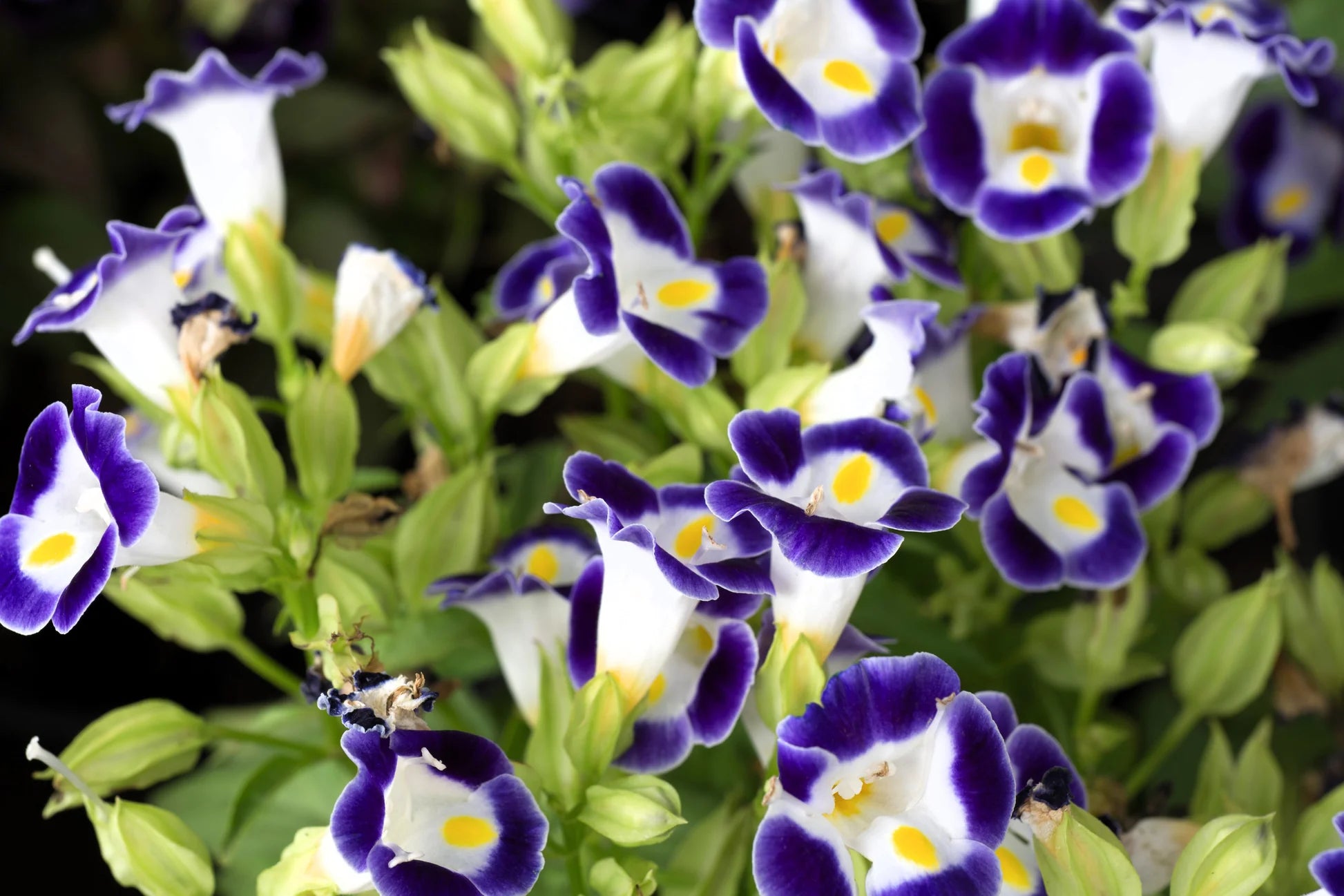 Torenia Wishbone Blumensamen zur Aussaat leuchtend Traditionssorte & ohne Gentechnik Samen Hausgarten
