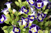 Torenia Wishbone Blumensamen zur Aussaat leuchtend Traditionssorte & ohne Gentechnik Samen Hausgarten