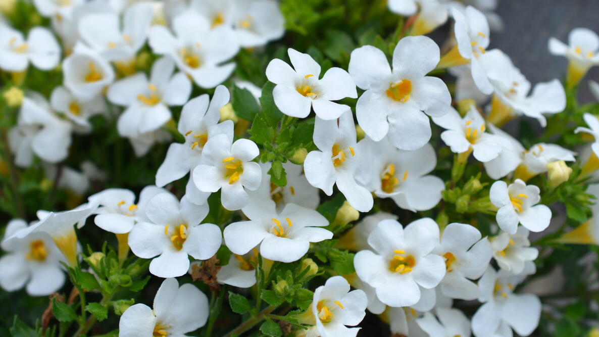 Weiß Bacopa Blumensamen zur Aussaat Bestäuber freundlich Traditionssorte & ohne Gentechnik Samen Hausgarten