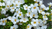 Bacopa Blumensamen zur Aussaat – duftend Blüten – Traditionssorte & ohne Gentechnik Samen Hausgarten