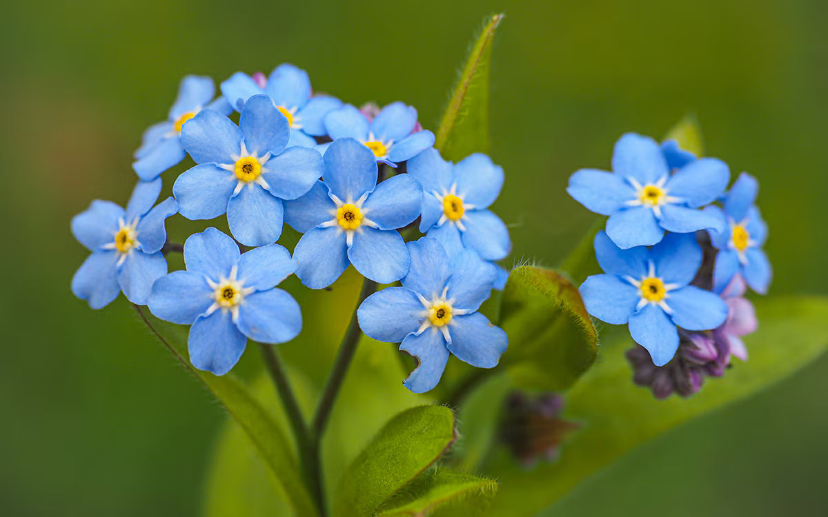 Myosotis Sylvatica Blumensamen zur Aussaat Landhaus Garten wichtig Traditionssorte & ohne Gentechnik Samen Hausgarten