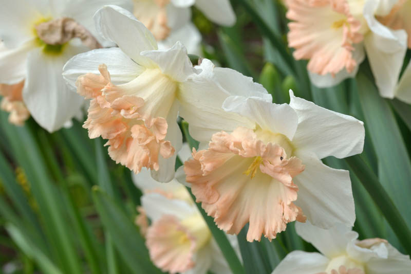 Creme Narzisse Blumensamen zur Aussaat Bestäuber freundlich Traditionssorte & ohne Gentechnik Samen Hausgarten