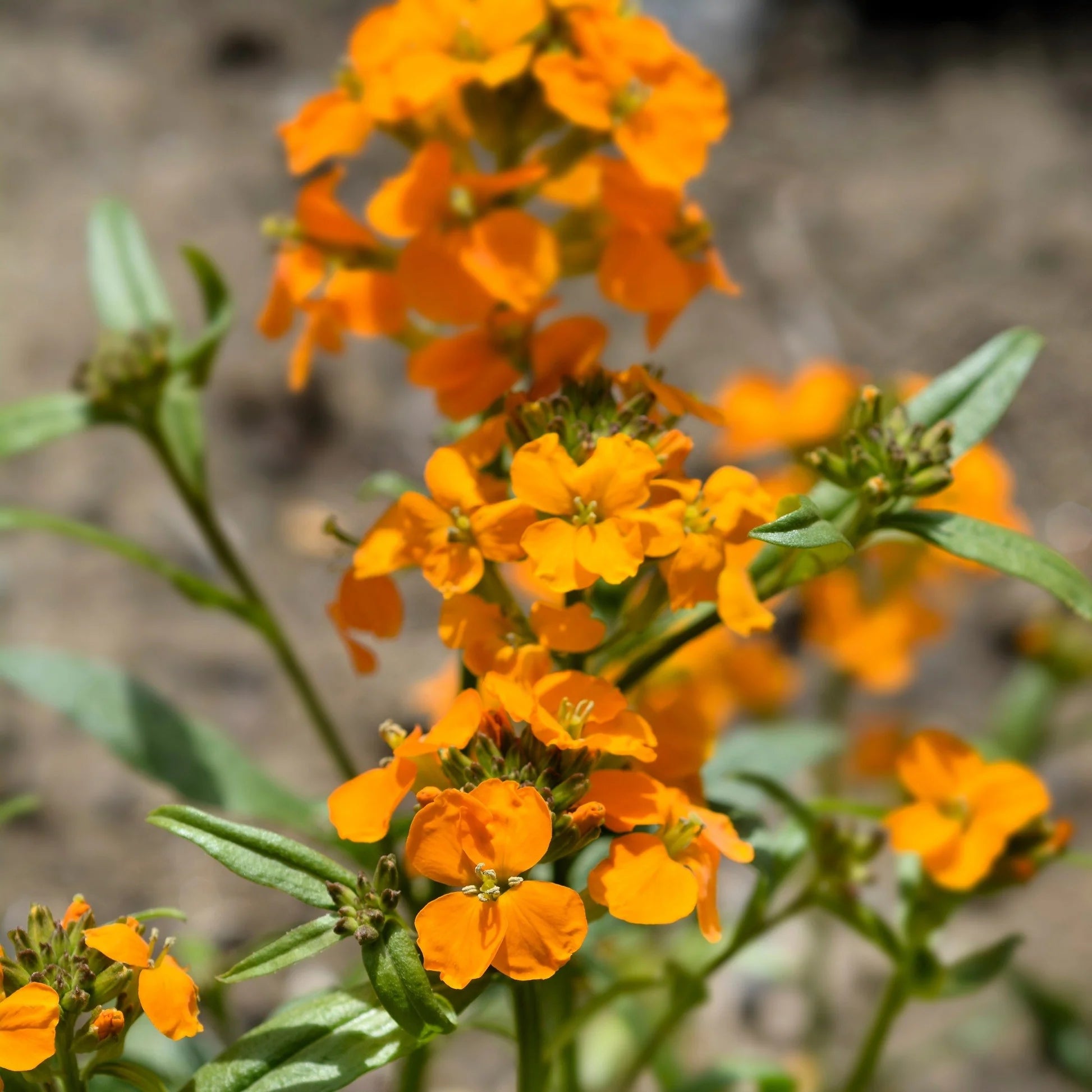 Orange Siberian WallFlower Samen zur Aussaat – Wildblume Mischung – Traditionssorte & ohne Gentechnik Samen Hausgarten