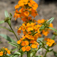 Orange Siberian WallFlower Samen zur Aussaat – Wildblume Mischung – Traditionssorte & ohne Gentechnik Samen Hausgarten
