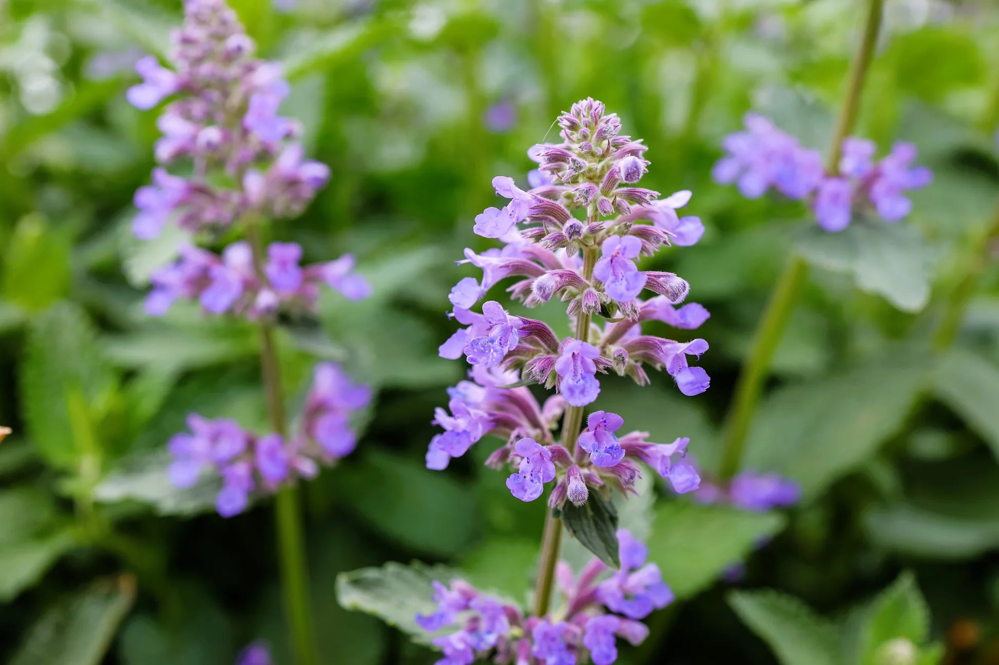 Nepeta Racemosa Blumensamen zur Aussaat – Halbschatten verträglich – Traditionssorte & ohne Gentechnik Samen Hausgarten