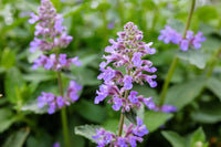 Nepeta Racemosa Blumensamen zur Aussaat – Halbschatten verträglich – Traditionssorte & ohne Gentechnik Samen Hausgarten