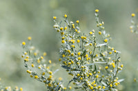 Absinthe Wormwood Samen zur Aussaat – hochwertige Qualitäts-
