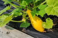Summer Crookneck Gelb Squash Samen zum Pflanzen