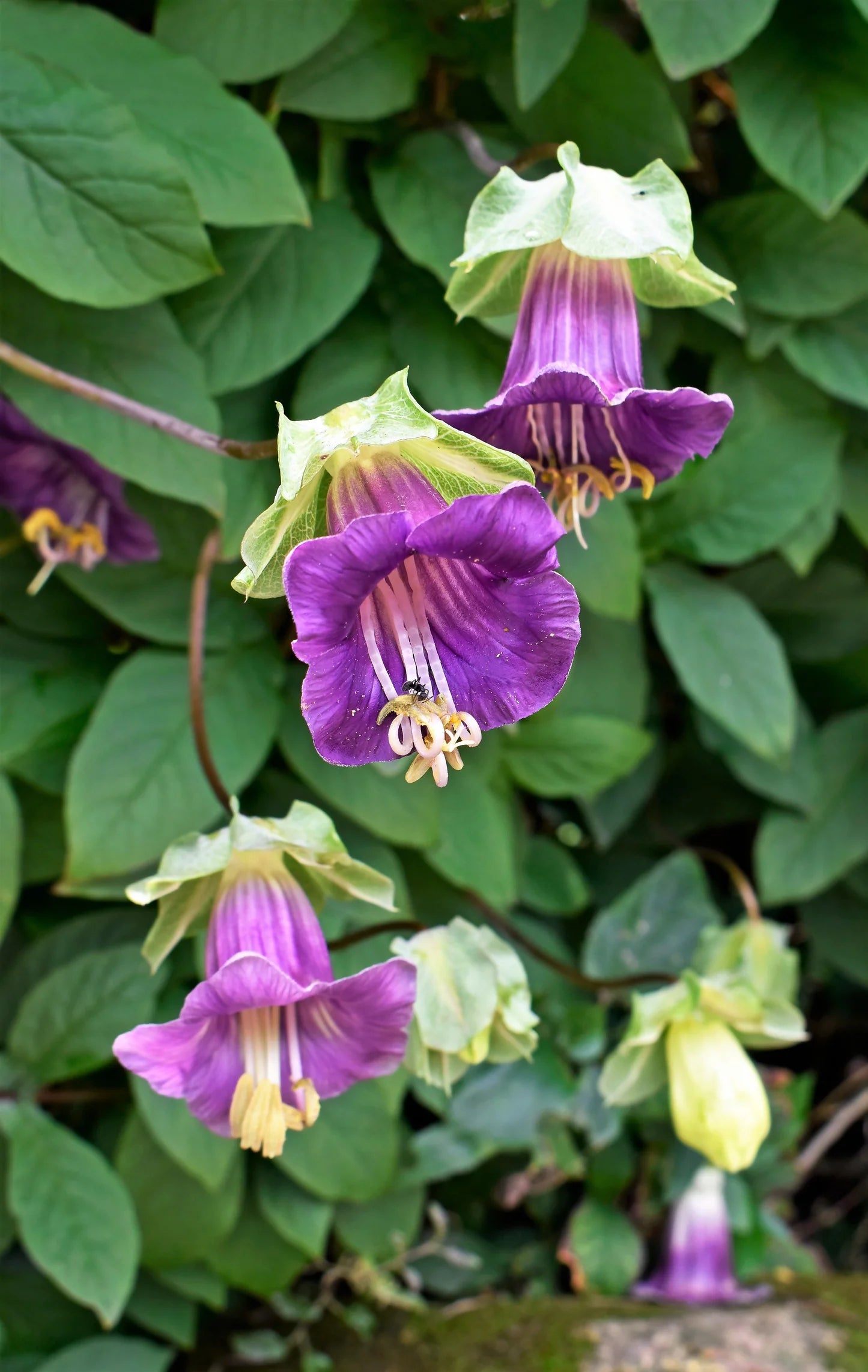 Traditionssorte Cobaea Bells Blumensamen zur Aussaat Garten beliebt Traditionssorte & ohne Gentechnik Samen Hausgarten