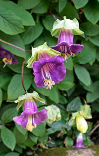 Traditionssorte Cobaea Bells Blumensamen zur Aussaat Garten beliebt Traditionssorte & ohne Gentechnik Samen Hausgarten