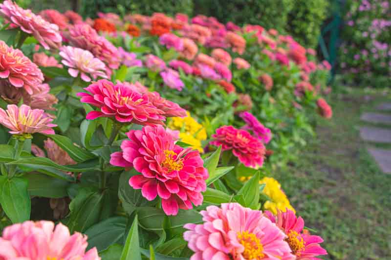 Gemischt Thumbelina Blumensamen zur Aussaat pflegeleicht Traditionssorte & ohne Gentechnik Samen Hausgarten