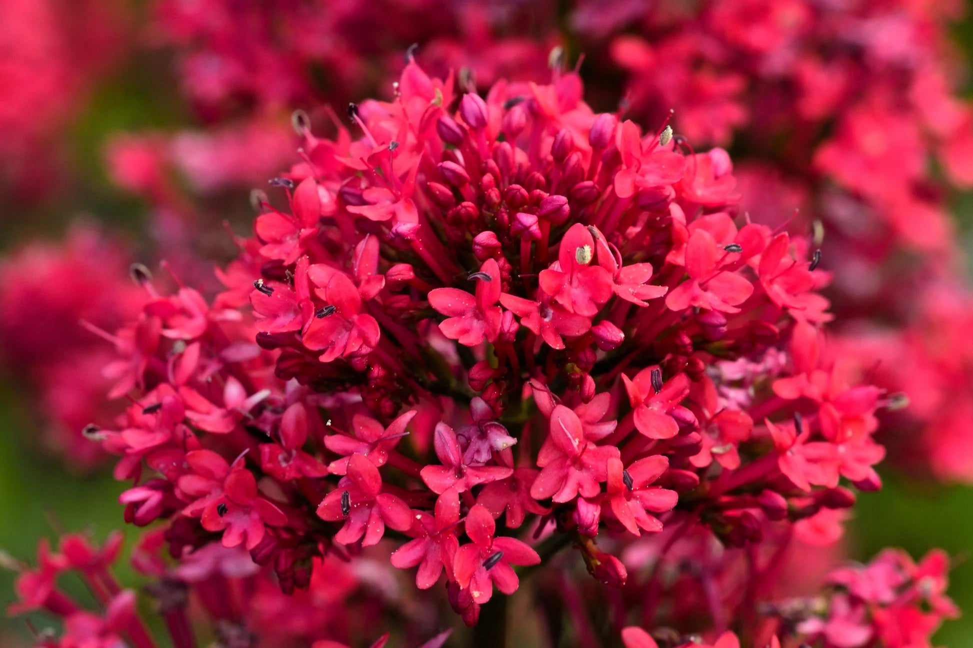Rot Jupiter's Beard Blumensamen zur Aussaat – Schnitt Blume beliebt – Traditionssorte & ohne Gentechnik Samen Hausgarten