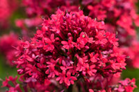 Rot Jupiter's Beard Blumensamen zur Aussaat – Schnitt Blume beliebt – Traditionssorte & ohne Gentechnik Samen Hausgarten