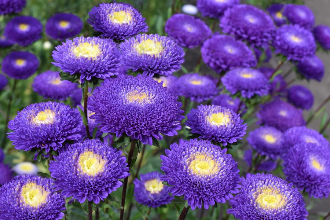 Traditionssorte China Aster Blumensamen zur Aussaat Landhaus Garten wichtig Traditionssorte & ohne Gentechnik Samen Hausgarten