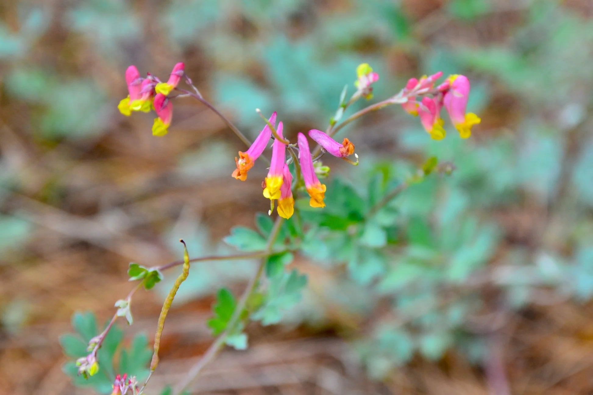 Corydalis Sempervirens Blumensamen zur Aussaat ideal Rabatten Traditionssorte & ohne Gentechnik Samen Hausgarten