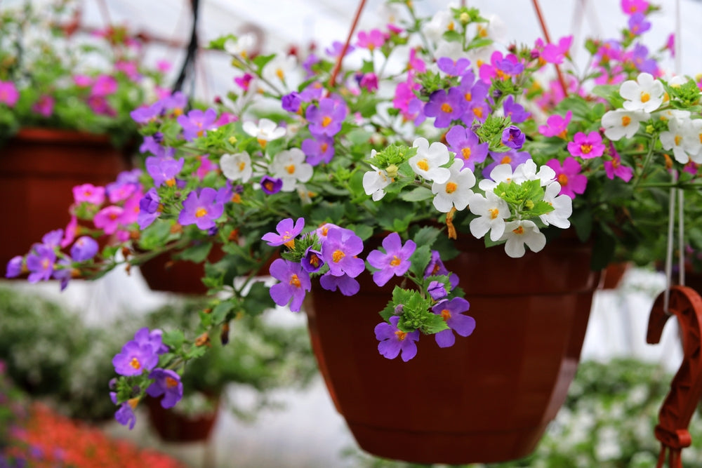 Weiß Bacopa Utopia Blumensamen zur Aussaat – leuchtend – Traditionssorte & ohne Gentechnik Samen Hausgarten