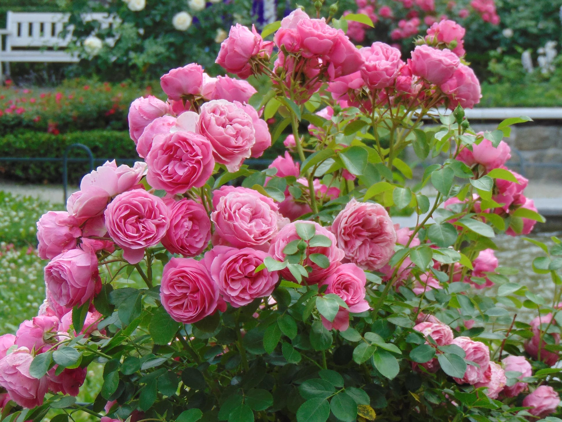 Hellrosa Rosenbaum-Blumensamen für die Aussaat im Garten. Beliebte traditionelle Sorte und gentechnikfreie Samen für den Hausgarten